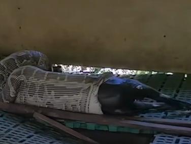 威力财 广东肇庆一条70斤巨蟒吐出整只羊